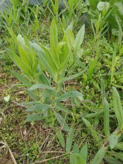 �����İ����