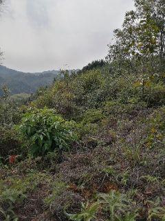 �����ƶ���С˵